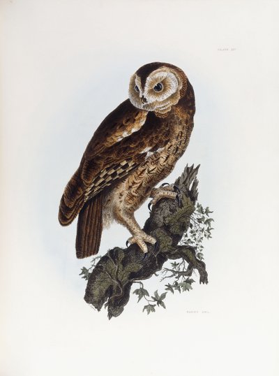 Tawny Bagoly, 1841 alkotó: Prideaux John Selby