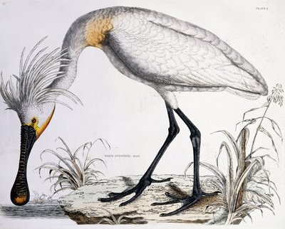 Fehér kanalascsőrű, 1834 alkotó: Prideaux John Selby