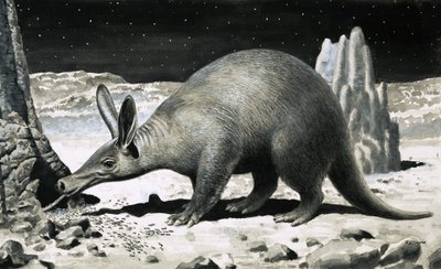 Aardvark alkotó: R.B. Davis
