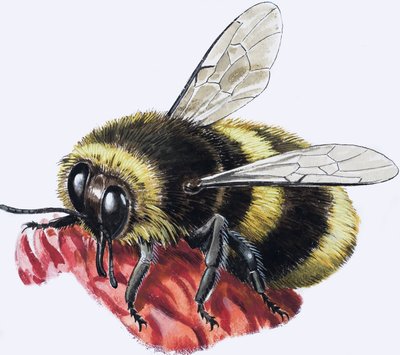 Honey Bee (gouache, papír) alkotó: R.B. Davis