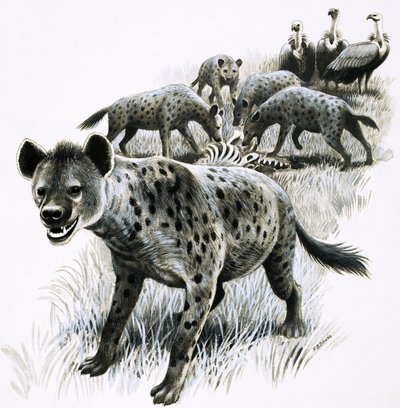 Hiénák zebra tetemet esznek, miközben keselyűk nézik őket alkotó: R.B. Davis