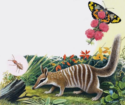 Numbat alkotó: R.B. Davis