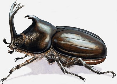 Stag Beetle alkotó: R.B. Davis