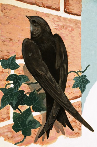 Swift alkotó: R.B. Davis