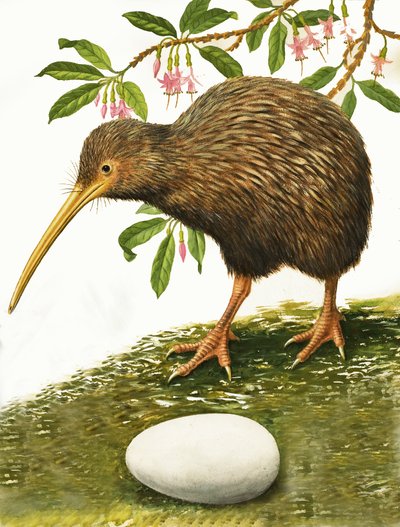 A Kiwi alkotó: R.B. Davis
