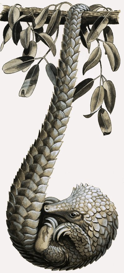 A pangolin alkotó: R.B. Davis