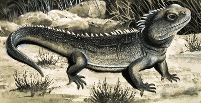A Tuatura alkotó: R.B. Davis