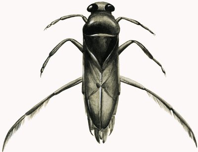 Water Boatman (gouache, papír) alkotó: R.B. Davis