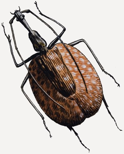 Bogárfélék családjába tartozó lárvák alkotó: R.B. Davis