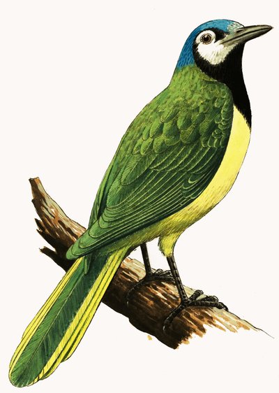 X a... Xanthoura luxuosa vagy American Jay alkotó: R.B. Davis