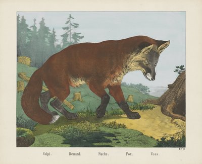Volpi. / Renard. / Fuchs. / Róka. / Voss (cím a tárgyon) alkotó: R. Schulz
