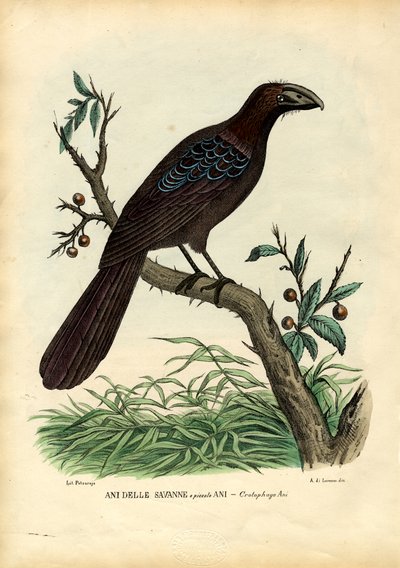Ani, 1863-79 alkotó: Raimundo Petraroja