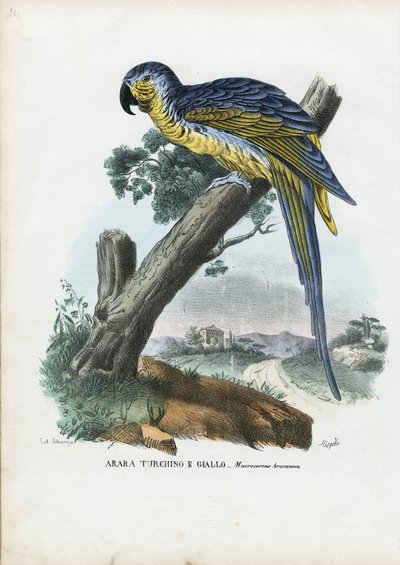 Kék-sárga ara, 1863-79 alkotó: Raimundo Petraroja