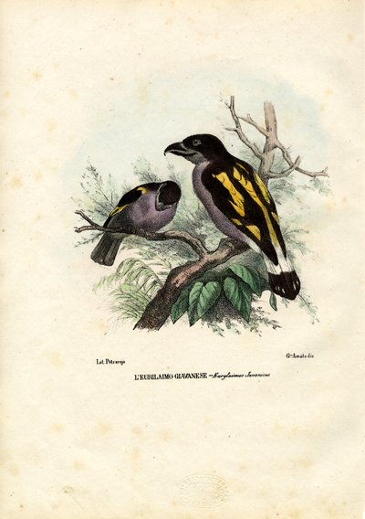 Broadbills, 1863-79 alkotó: Raimundo Petraroja