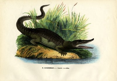 Caiman, 1863-79 alkotó: Raimundo Petraroja
