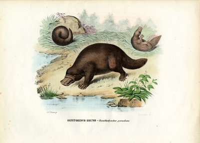 Kacsacsőrű kacsacsőrű, 1863-79 alkotó: Raimundo Petraroja