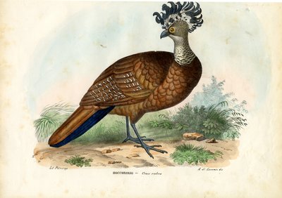 Nagy Curassow, 1863-79 alkotó: Raimundo Petraroja