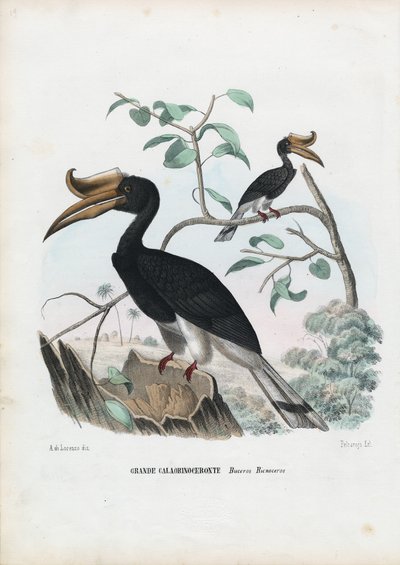 Nagy szarvaskakas, 1863-79 alkotó: Raimundo Petraroja