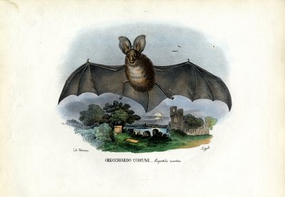 Szürke hosszúfülű denevér, 1863-79 alkotó: Raimundo Petraroja