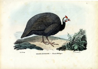 Sisakos gyöngytyúk, 1863-79 alkotó: Raimundo Petraroja