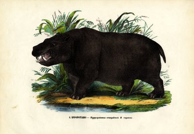 Víziló, 1863-79 alkotó: Raimundo Petraroja