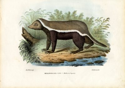 Mézborz, 1863-79 alkotó: Raimundo Petraroja