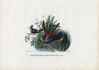 Kolibri, 1863-79 alkotó: Raimundo Petraroja