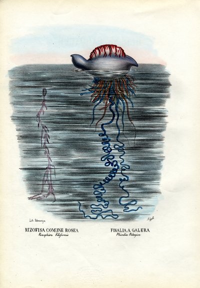 Medúza, 1863-79 alkotó: Raimundo Petraroja