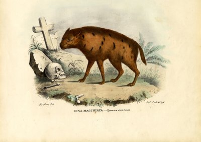 Nevető hiéna, 1863-79 alkotó: Raimundo Petraroja