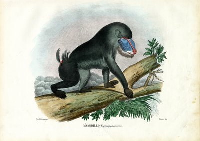 Mandrill, 1863-79 alkotó: Raimundo Petraroja