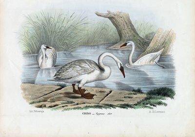 bütykös hattyú, 1863-79 alkotó: Raimundo Petraroja