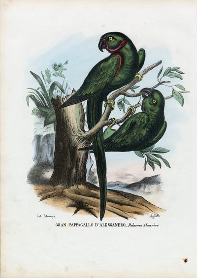 Rózsagyűrűs papagáj, 1863-79 alkotó: Raimundo Petraroja
