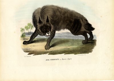 Csíkos hiéna, 1863-79 alkotó: Raimundo Petraroja