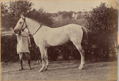 Bailward kapitány lova, Dzshánszi (hátoldal, jobbra) alkotó: Raja Deen Dayal