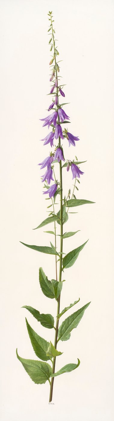 Adenophora fajok (olaj, papír) alkotó: Raymond Booth
