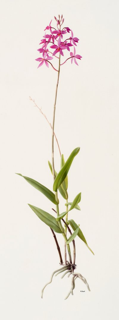 Barkeria skinneri (olaj, papír) alkotó: Raymond Booth