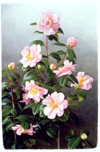 Camellia Japonica fajta alkotó: Raymond Booth