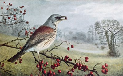 Fieldfare alkotó: Raymond Booth