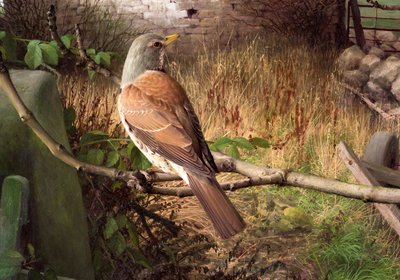 Fieldfares Eccupban, Nyugat-Yorkshire-ben alkotó: Raymond Booth