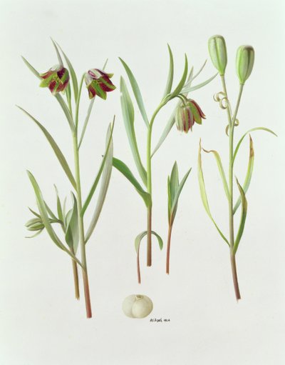 Fritillaria Kurdica alkotó: Raymond Booth