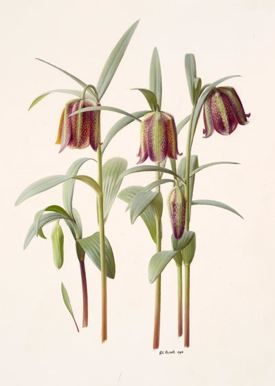 Fritillaria kotschyana alkotó: Raymond Booth