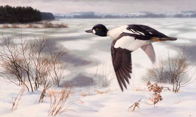 Aranyszem a téli tájban alkotó: Raymond Booth