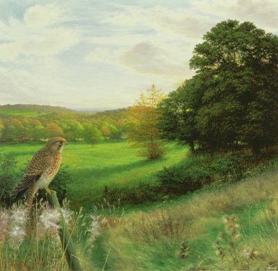 Kestrel egy késő szeptemberi estén alkotó: Raymond Booth