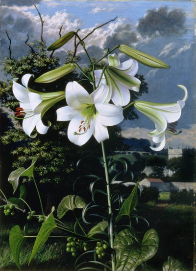 Lilium Emerald, 1959 körüli (olaj, karton) alkotó: Raymond Booth