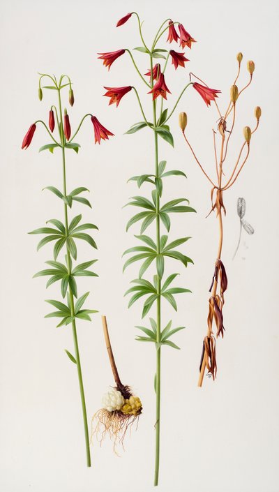 Lilium grayi alkotó: Raymond Booth