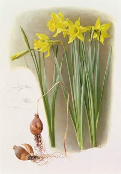 Narcissus Hispanicas Bujei alkotó: Raymond Booth