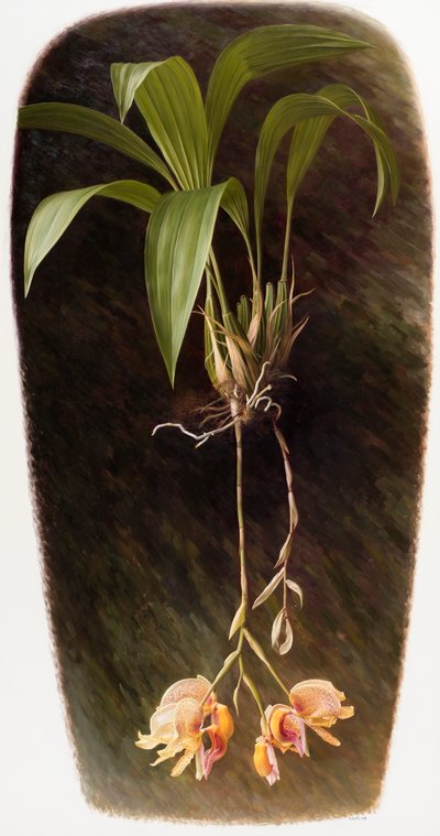 Orchidea alkotó: Raymond Booth