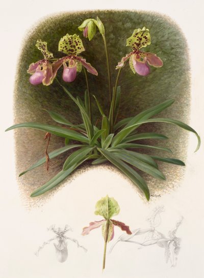 Paphiopedilium henryi (olaj, papír) alkotó: Raymond Booth