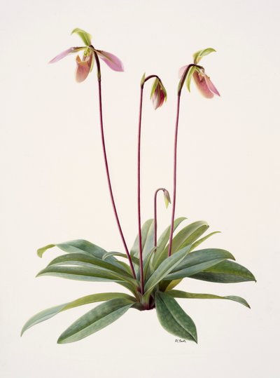 Pophiopedrium appletonianum (olaj, papír) alkotó: Raymond Booth