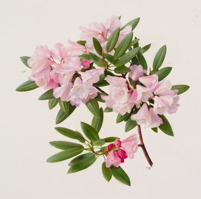 Rhododendron maculiferum anwheiense alkotó: Raymond Booth